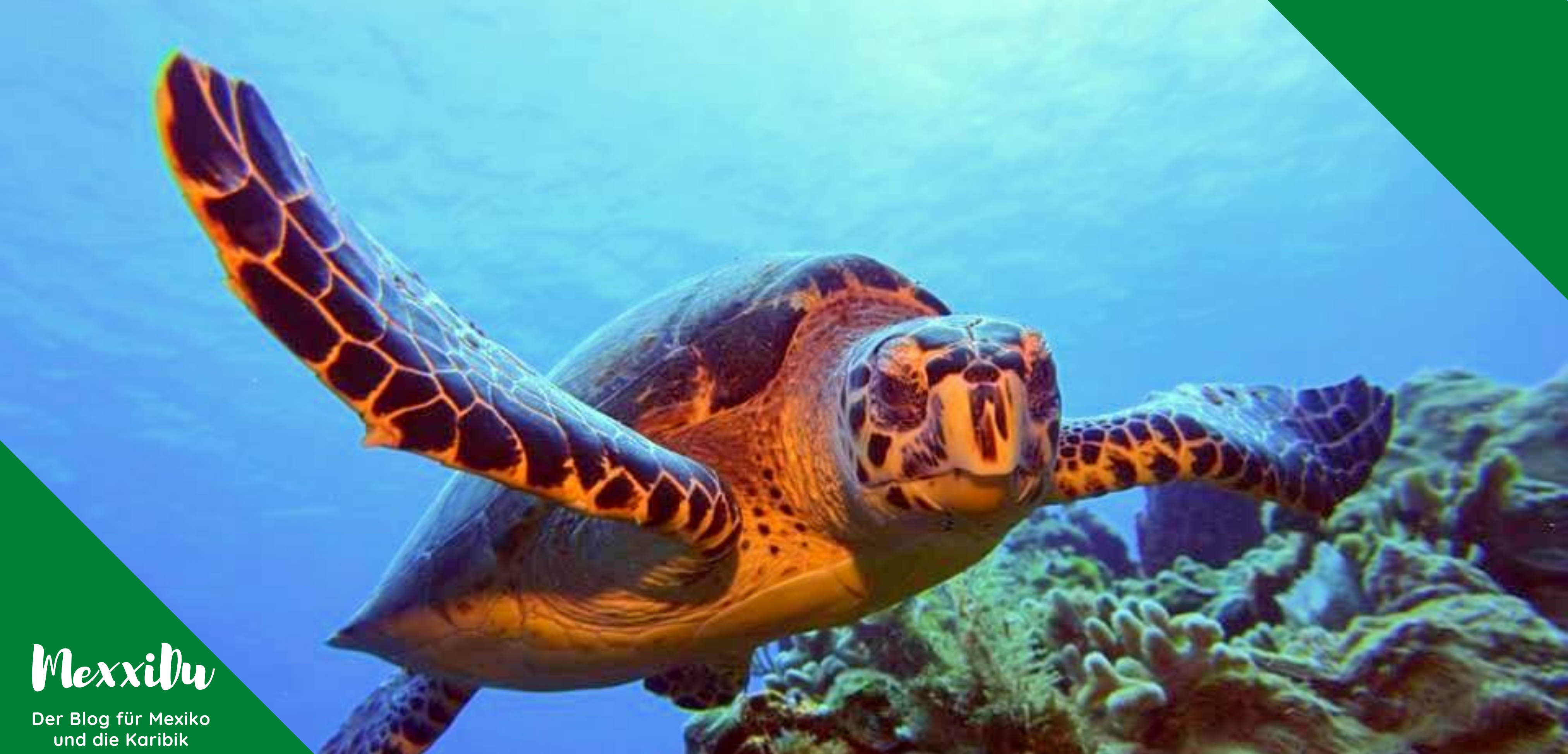 Die besten Sehenswürdigkeiten und Aktivitäten auf Cozumel: Korallenriff