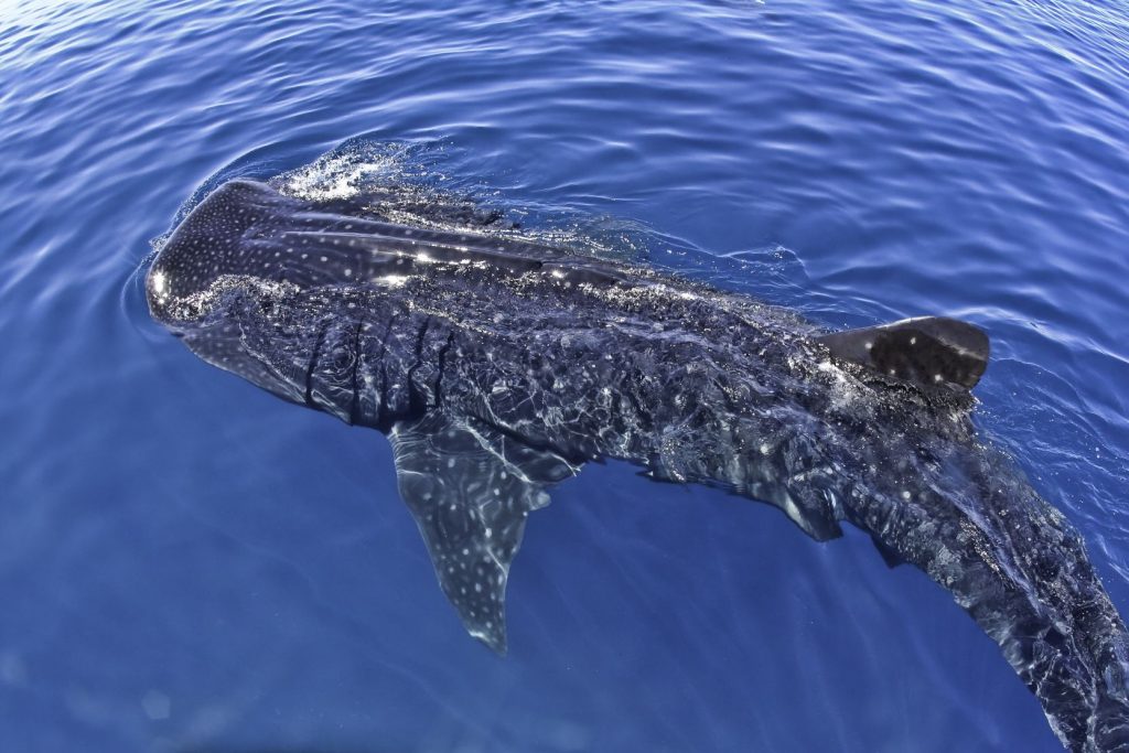 Walhaie in Mexiko