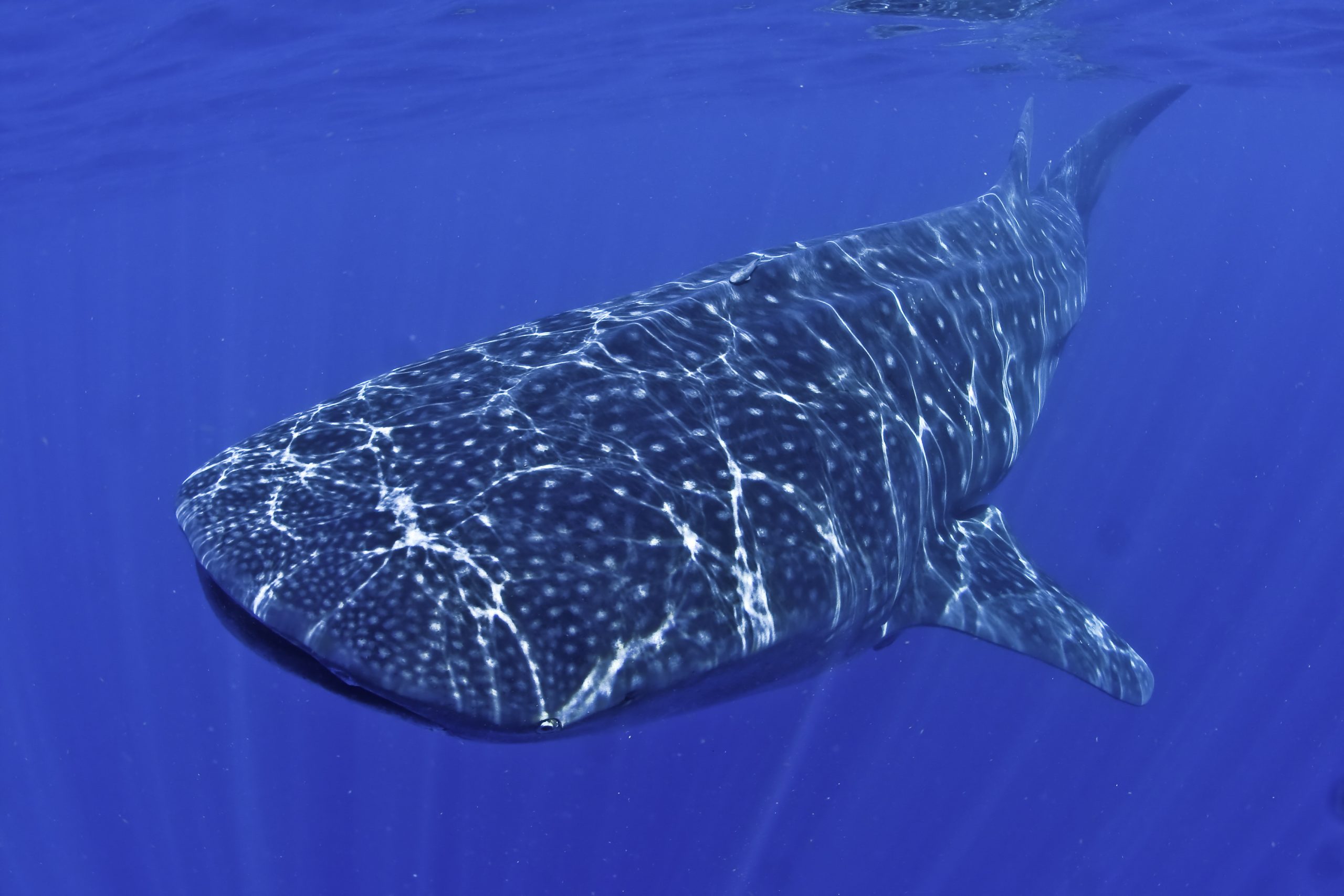 Walhaie in Mexiko: Ausflüge