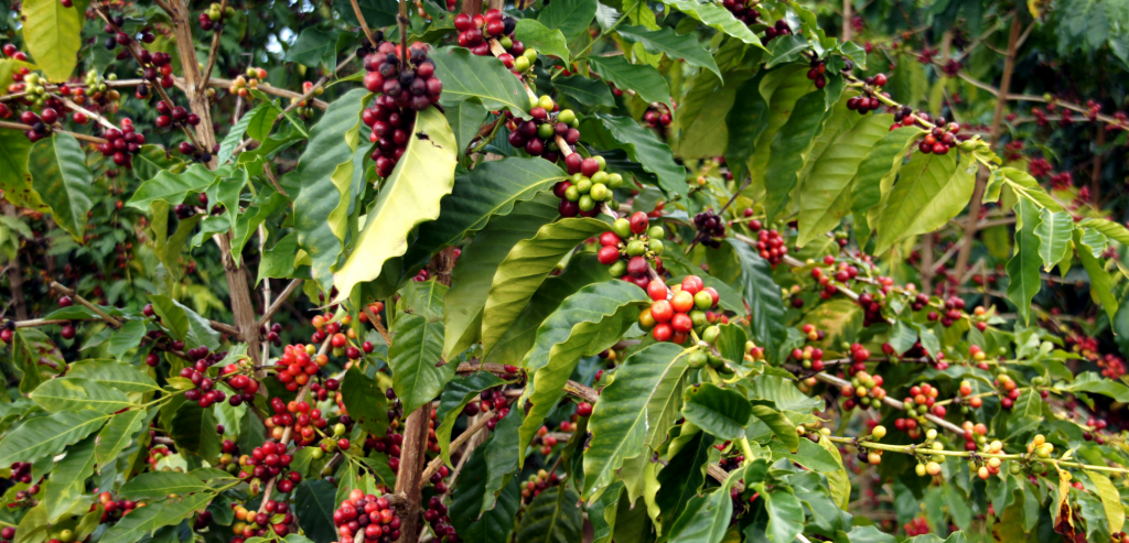 Getränke aus Mexiko: Kaffee