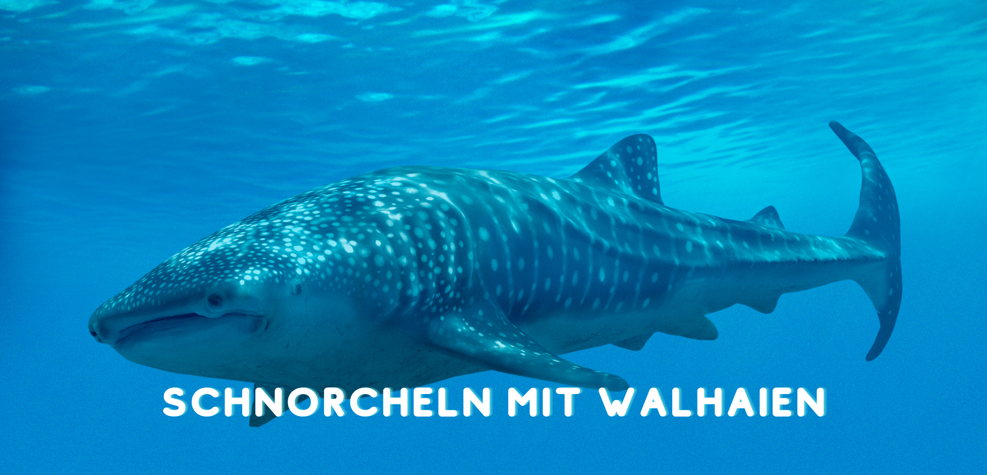 Yucatan Halbinsel: Schwimmen mit Walhaien in exiko
